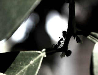 Illustration for article titled Shooting Challenge: Bugs Gallery (Part 3)